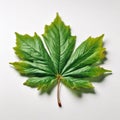 1 green chestnut leaf on a white background Royalty Free Stock Photo