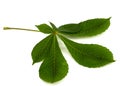 Green chestnut leafs Aesculus hippocastanum, isolated on white background