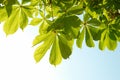 Green chestnut leaves