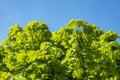 Green chestnut leaves against the blue sky, glow in the sun. Royalty Free Stock Photo