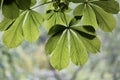 Green chestnut leaves as a background for texts Royalty Free Stock Photo