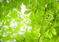 Green Chestnut Leaves Royalty Free Stock Photo