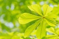 Green chestnut tree leaf at spring Royalty Free Stock Photo