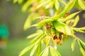 Green Chestnut tree leaves in sunlight Spring blurry background with fresh green leaves of horse chestnut Royalty Free Stock Photo