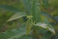 Green chestnut tree shoot in early spring. Young leaves of Sweet Chestnut tree Castanea sativa. Royalty Free Stock Photo