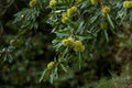 Green chestnuts announce the arrival of autumn