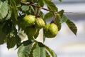 Green chestnuts in a peel on a tree close-up Royalty Free Stock Photo