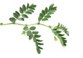 Green chickpea on a branch, and in the pod isolated on white background.