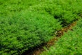 Green Chickpea field