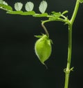 Green Chickpea pod