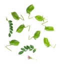 Green chickpeas in the pod with green leaves and flower, isolated on white background. Cicer arietinum. Clipping path Royalty Free Stock Photo