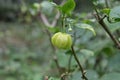 A green chili fruit hangs on a hottest variety\'s chili plant with a flower bud