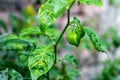 Green chili pepper growing on the tree close up Royalty Free Stock Photo