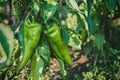 Green chili pepper hot paprika plant growith in garden farm Royalty Free Stock Photo