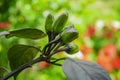 The green chili pepper is one of the best types of Chillis to grow in your garden. Nature needs them to eat and carry the seeds Royalty Free Stock Photo