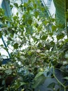 Green chili peppers on a tree in a balcony garden. Royalty Free Stock Photo