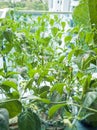 Green chili peppers on a tree in a balcony garden. Royalty Free Stock Photo