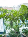 Green chili peppers on a tree in a balcony garden. Royalty Free Stock Photo