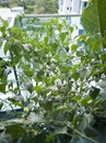 Green chili peppers on a tree in a balcony garden. Royalty Free Stock Photo