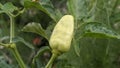 Green chili peppers on the tree in garden Royalty Free Stock Photo