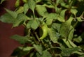 Green Chili Plant Royalty Free Stock Photo