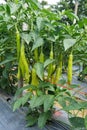 Green chili plant Royalty Free Stock Photo