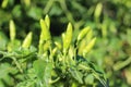 Green Chili Plant