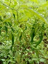 green chili plants