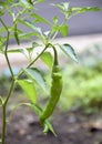 Green Chili Pepper Growing ON A Plant Royalty Free Stock Photo