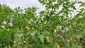 Green chili plants which are useful for making hot chili sauce Royalty Free Stock Photo