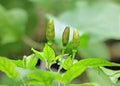 Green Chili Pods