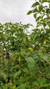 green chili tree which is useful for making hot chili sauce Royalty Free Stock Photo