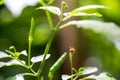 Green chili on tree Royalty Free Stock Photo
