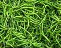 Green Chilis Royalty Free Stock Photo