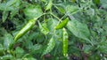 Green chilli background in the garden Royalty Free Stock Photo