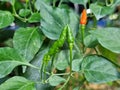 green chilli bell peppers on the tree Royalty Free Stock Photo