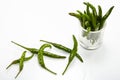 Green Chilli pepper Royalty Free Stock Photo