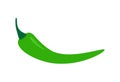 Green chilli pepper vector