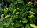 Green chilli peppers with depthfield and agricultural landscape Royalty Free Stock Photo