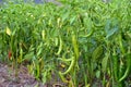 Green chilli peppers on a tree Royalty Free Stock Photo