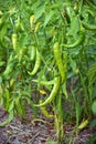 Green chilli peppers on a tree Royalty Free Stock Photo