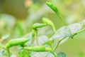 Green chilli plant And drop of water on tree select focus with shallow depth of field Royalty Free Stock Photo