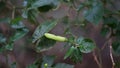 Green chilli plant in a garden.