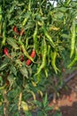 Green chilli on a plant, green chilis grows in the garden