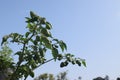 Green chilli planted on balcony. Chili block close-up shot. Royalty Free Stock Photo
