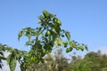 Green chilli planted on balcony. Chili block close-up shot. Royalty Free Stock Photo
