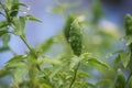 Green chilli with rain droplets Royalty Free Stock Photo