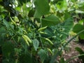 green chilli on a tree, green chilis grows in the garden