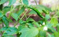 Green Chilli on the tree Royalty Free Stock Photo