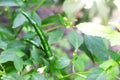 Green Chilli on the tree Royalty Free Stock Photo